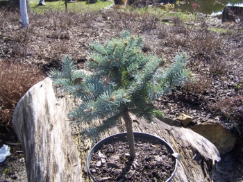 rośliny ozdobne - Świerk niebieski GLAUCA GLOBOSA Picea pungens C3/Pa30cm *K4