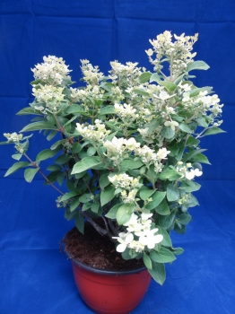 rośliny ogrodowe - Hortensja karłowa POLESTAR® Hydrangea paniculata /C2 *K17