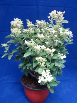 rośliny ozdobne - Hortensja karłowa POLESTAR® Hydrangea paniculata /C2 *K17