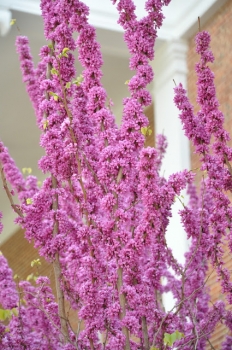 rośliny ozdobne - Judaszowiec południowy Cercis siliquastrum C7,5/80-100cm *K23