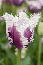 sklep ogrodniczy - Tulipan Cummins 1 cebulka