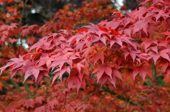 sklep ogrodniczy - Klon palmowy NICHOLSONII Acer palmatum P9/30cm
