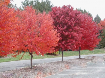 sklep ogrodniczy - Klon czerwony Acer rubrum C7,5/1,5-1,8m *K6