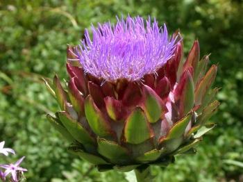 sadzonki - Karczoch Cynara scolymus /C5 *3