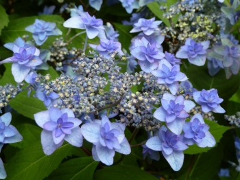 rośliny ogrodowe - Hortensja ogrodowa 'Izu-no-hana' Hydrangea macrophylla /C2 *13