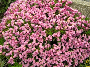 sklep ogrodniczy - Rhododendron campylogynum myrtilloides 5-letni C2/20cm *8