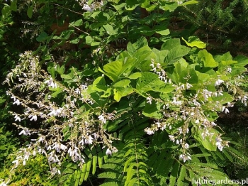 sadzonki - Desmodium elegans syn.Desmodium trilifolium /C2