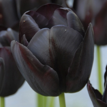 rośliny ozdobne - Tulipan Queen of Night 5 SZT. cebulek