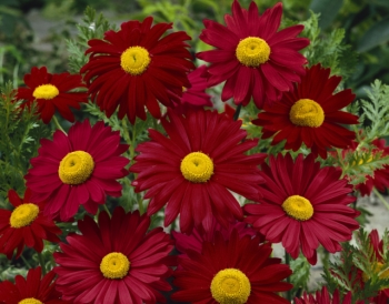 rośliny ozdobne - Wrotycz szkarłatny ROBINSON RED Tanacetum cocineum Chryzanthemum /C2 *K3