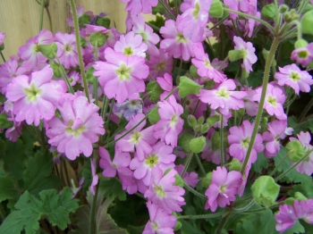 rośliny ozdobne - Primula OOH LA LA Pierwiosnek /C1,5