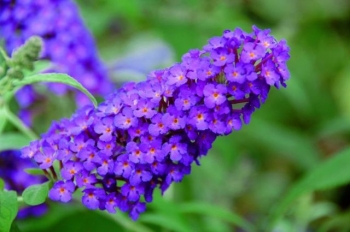 sadzonki - Budleja karłowa BUZZ PINK PURPLE® Buddleja /C2,5