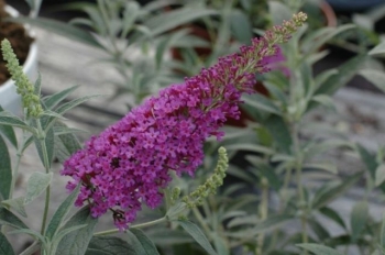 sklep ogrodniczy - Budleja karłowa BUZZ VELVET® Buddleja /C2,5