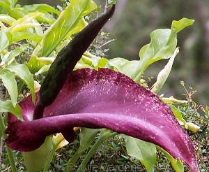rośliny ogrodowe - Smocza lilia Dracunculus vulgaris /C1
