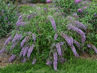 rośliny ozdobne - Budleja płacząca WISTERIA LANE /C3 *K14
