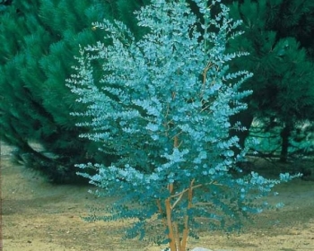 rośliny ozdobne - Eukaliptus górski AZURA Eucaliptus gunni E.niebieski C1,5/20-30cm *T18