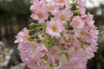 rośliny ogrodowe - Wiśnia różowa FUKUBANA  Prunus ×subhirtella 'Fukubana' C7,5/1,5-1,8m *6