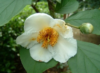 sadzonki - Stewarcja kameliowata JULIA  Stewartia pseudocamellia C3/60-80cm *35T