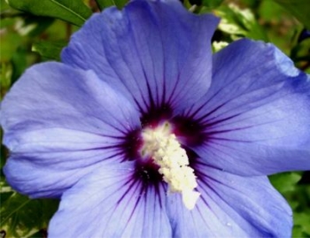 rośliny ogrodowe - HIBISCUS syriacus 'Blue Bird' OISEAU BLEU na pniu  Ketmia syryjska C5/Pa100cm