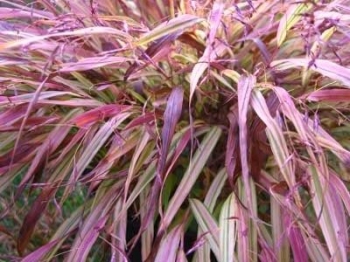 rośliny ogrodowe - Hakonechloa macra NAOMI /C2
