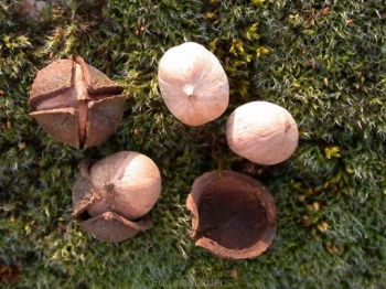 rośliny ozdobne - Orzesznik jadalny Orzesznik pekanowaty Carya illinoinensis C2/30cm *T66