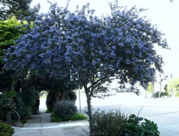 sadzonki - Prusznik SKYLARK  Ceanothus thyrsiflorus C2/80cm