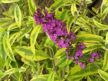 rośliny ozdobne - Budleja Dawida Santana (Buddleja davidii Santana) C1