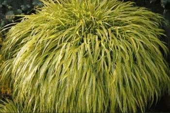 rośliny ogrodowe - Hakonechloa macra AUREOLA /C2 *T