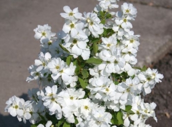 sadzonki - Obiela MAGICAL SPRINGTIME 'Kolmaspirit'  Exochorda C3/30-40cm