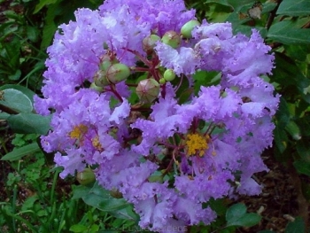 sklep ogrodniczy - Lagerstroemia indica CORDON BLEU  Bez południa C3/20-30cm