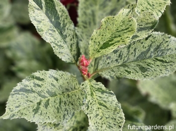sklep ogrodniczy - Głogownik PINK CRISPY 'Oploo 5' Photinia serratifolia C2/20-30cm *K9