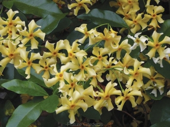sklep ogrodniczy - Trachelospermum jasminoides 'Star of Toscana' Jaśmin C2/30-40cm *K11