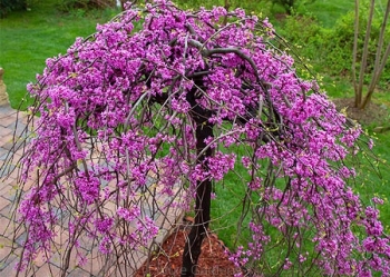 sadzonki - Judaszowiec płaczący CASCADING HEARTS Cercis canadensis C10/160-180cm
