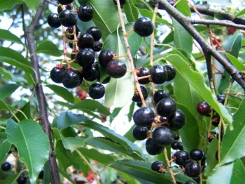 sadzonki - Czeremcha amerykańska (Prunus serotina) C2-C3/40-60cm *K18