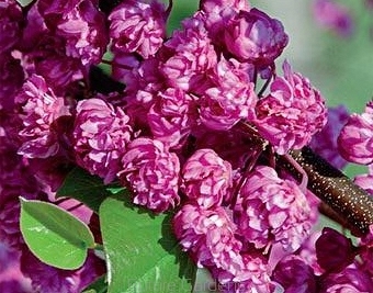 sklep ogrodniczy - JUDASZOWIEC kanadyjski PINK POM POMS Cercis canadensis C5/60-80cm *11