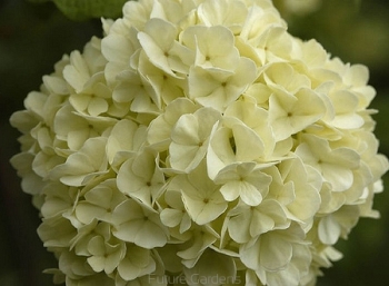 sadzonki - Kalina japońska 'Newzam' NEWPORT® Viburnum plicatum C4/30-40cm