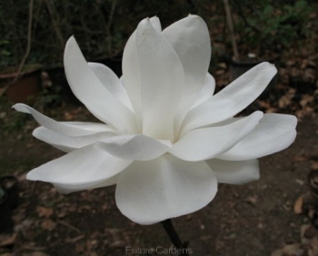 sadzonki - Magnolia denudata DOUBLE DIAMOND Magnolia naga C2/40-60cm *12T