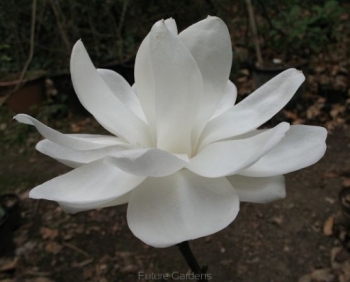 rośliny ogrodowe - Magnolia denudata DOUBLE DIAMOND Magnolia naga C2/40-60cm *12T