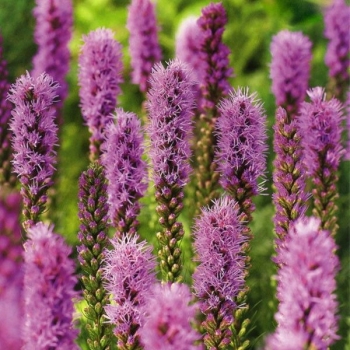 sadzonki - Liatra kłosowa FIOLETOWA (Liatris spicata) /C5 *7F