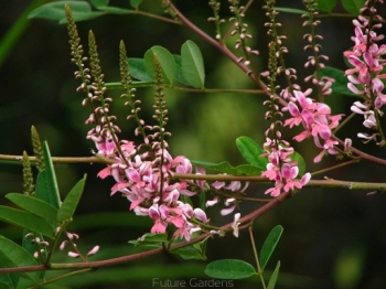 sklep ogrodniczy - Indigofera amblyantha Indygowiec amblyantha /C2