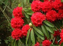 sklep ogrodniczy - Rhododendron barbatum Różanecznik C2/30cm