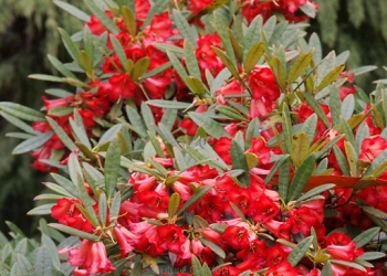 sadzonki - Rhododendron floccigerum C5/30cm