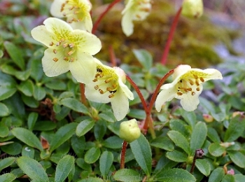 rośliny ozdobne - Rhododendron lowndesii /C1,5