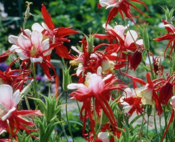 rośliny ozdobne - Orlik ogrodowy CRIMSON STAR  Aquilegia /C2