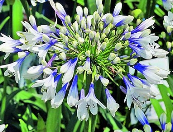 sadzonki - Agapant TWISTER Agapanthus /C2 *D