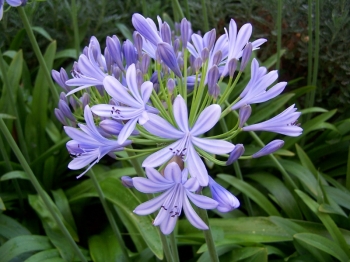 rośliny ogrodowe - Agapant SILVER MOON   Agapanthus /C1,5