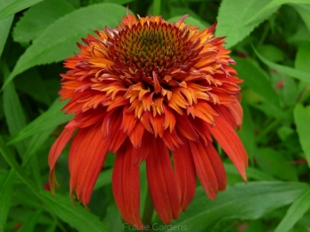 rośliny ozdobne - Jeżówka HOT PAPAYA Echinacea C1