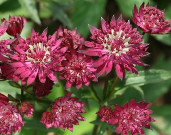 sklep ogrodniczy - Jarzmianka większa RUBY WEDDING Astrantia major /P9 *K7