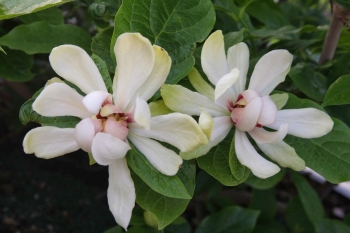 sklep ogrodniczy - Kielichowiec WHITE DRESS Calycanthus C5/60-80cm