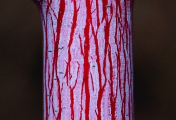 rośliny ogrodowe - Klon wyrazisty Acer conspicuum PHOENIX C3/60-80cm