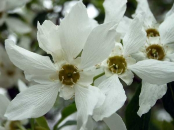 rośliny ogrodowe - Obiela piłkowana SNOW WHITE Exochorda serratifolia C2/40cm